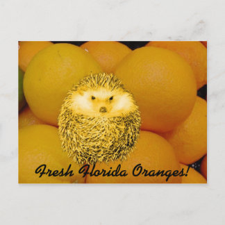 Fresh Orange Igel Postkarte