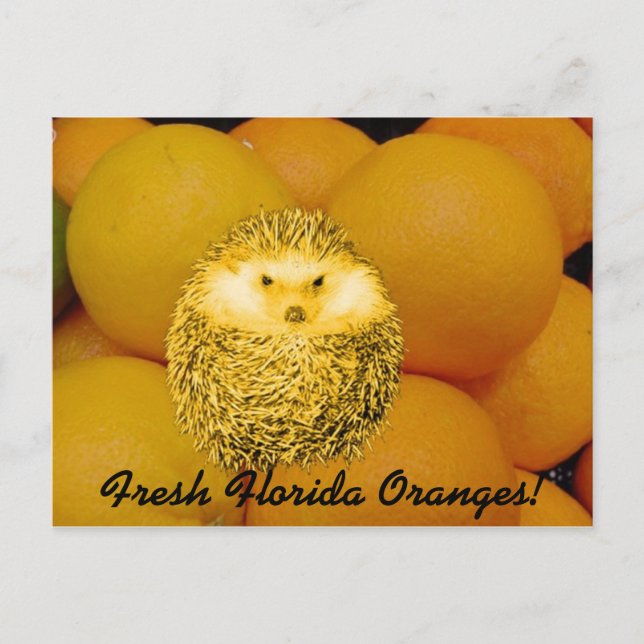 Fresh Orange Igel Postkarte (Vorderseite)