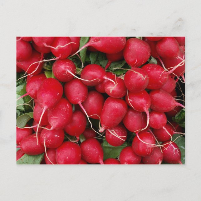 Fresh Red Radisson Postcard Postkarte (Vorderseite)