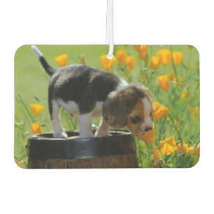 Freshener Autolufterfrischer