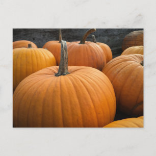 Freshly-Harvested Autumn Orange Pumpkins Postkarte