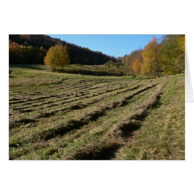 Freshly Mown Fields (Vorderseite (Horizontal))