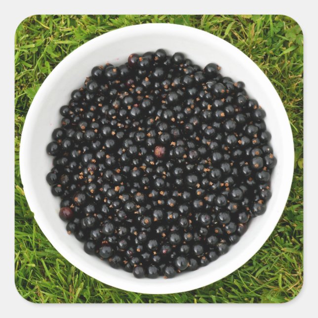 Freshly Picked Blackcurrants Quadratischer Aufkleber (Vorderseite)