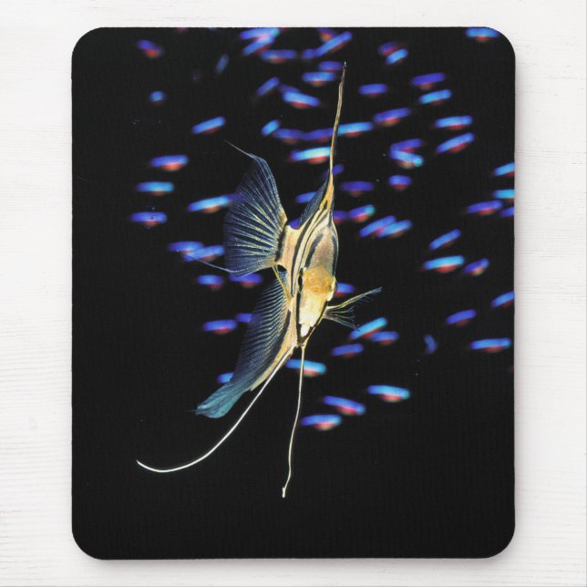 Freshwater Angelfish + Cardinal Tetras Mousepad (Vorne)