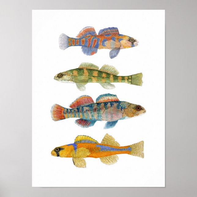 Freshwater Darter Art Poster (Vorne)