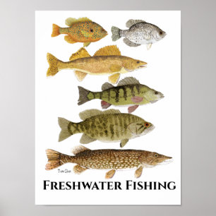 Freshwater  Fish Art Poster