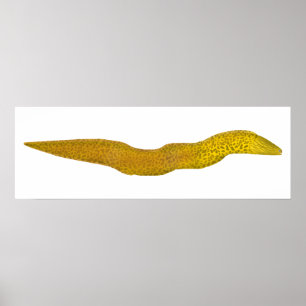 Freshwater Moray Poster
