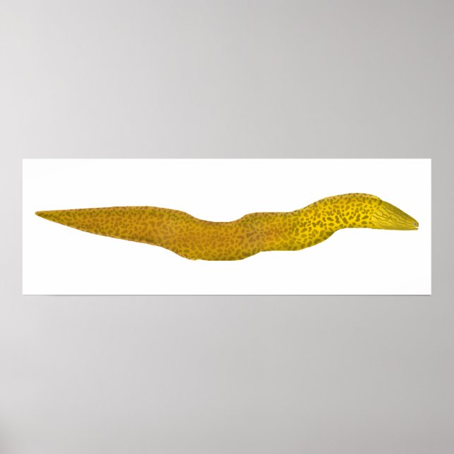 Freshwater Moray Poster (Vorne)
