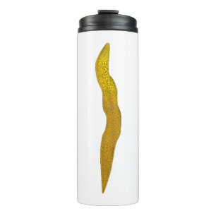 Freshwater Moray Thermosbecher