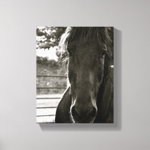 Fresian Horse Foto Canvas Print Leinwanddruck