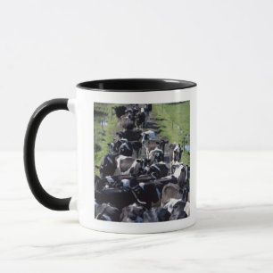 Fresian Milchkühe, das Melken erwartend, Co Laois Tasse