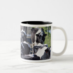 Fresian Milchkühe, das Melken erwartend, Co Laois, Zweifarbige Tasse