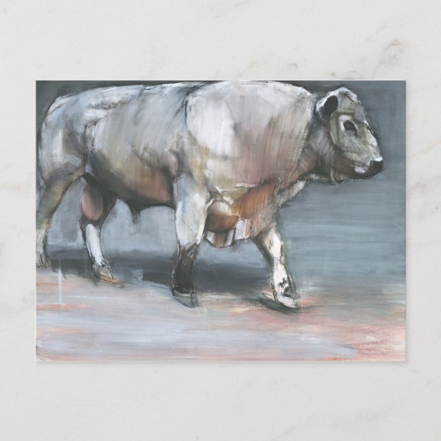 Fresno Galloway Bull Postkarte (Vorderseite)