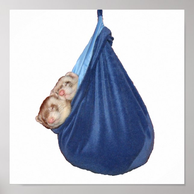 Frettchen in einem Schlafsack-Poster Poster (Vorne)
