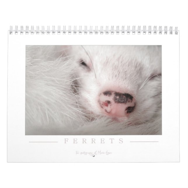 Frettchen-Kalender - 2. Ausgabe Kalender (Titelbild)