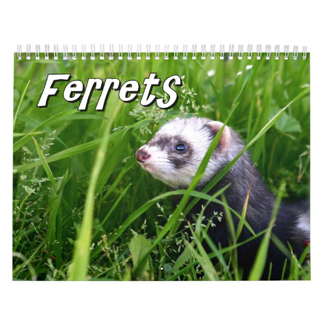 Frettchen-Wandkalender Kalender (Titelbild)