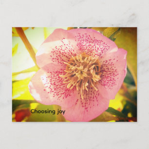 Freude wählen. Helleborus (Lenten-Rose) Postkarte