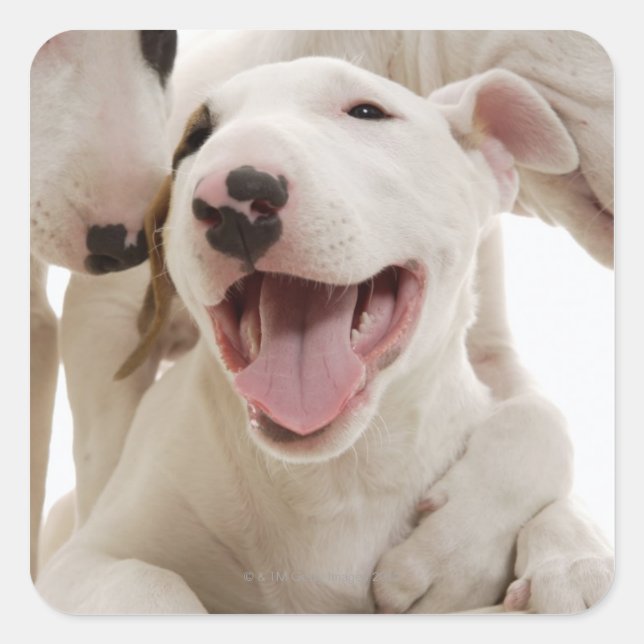 Freudful Bull Terrier Quadratischer Aufkleber (Vorderseite)