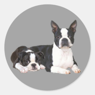 Freund-Aufkleber Bostons Terrier Runder Aufkleber