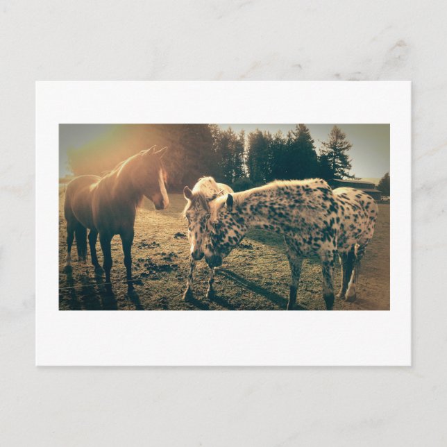 Freunde auf Landstraßen Postkarte (Vorderseite)