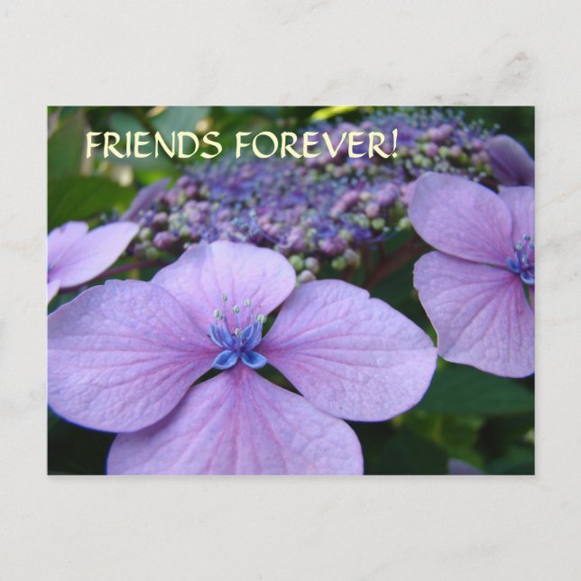 FREUNDE FÜR IMMER! Postkarten Hortensien Blumen Ka (Vorderseite)