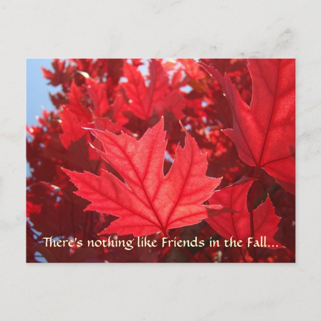 Freunde im Herbst! Postkarten Roter Herbst Blätter (Vorderseite)