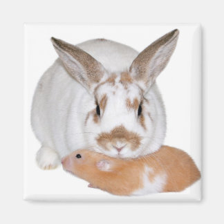 Freunde Magnet