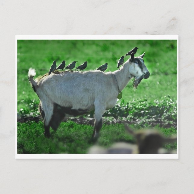 Freunde Postkarte (Vorderseite)