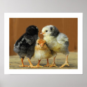 Freunde zusammenhalten - Schlucken der kleinen Hüh Poster