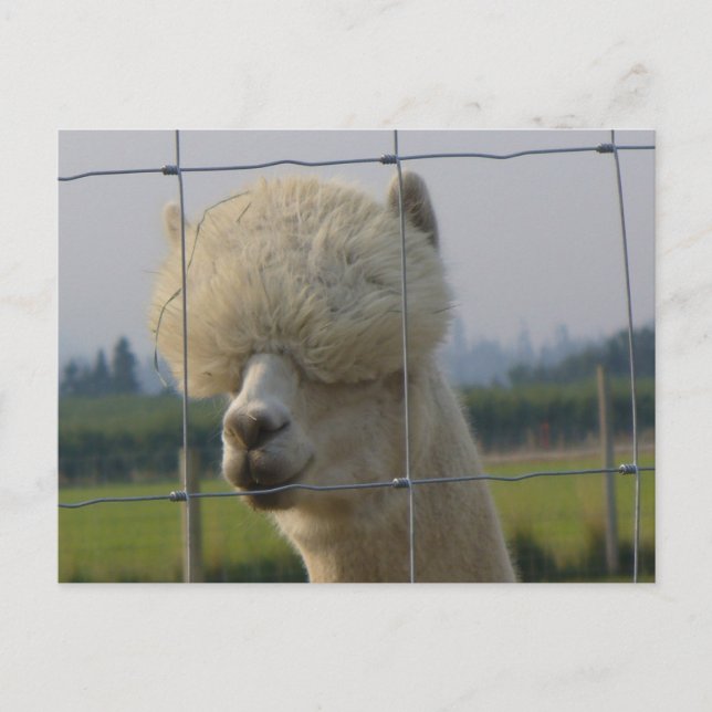 Freundliche Alpakapostkarte Postkarte (Vorderseite)