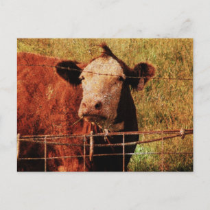 Freundliche Kuh Postkarte
