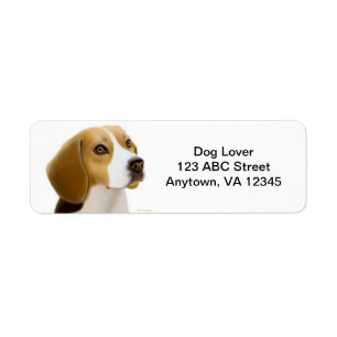 Freundlicher Beagle Dog individuell anpassbar