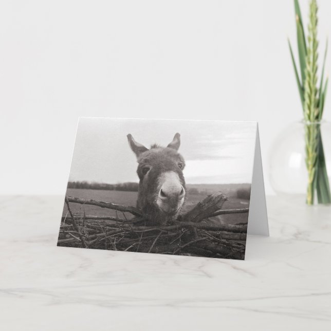 Freundlicher Donkey - Vintages Foto Karte (Vorderseite)