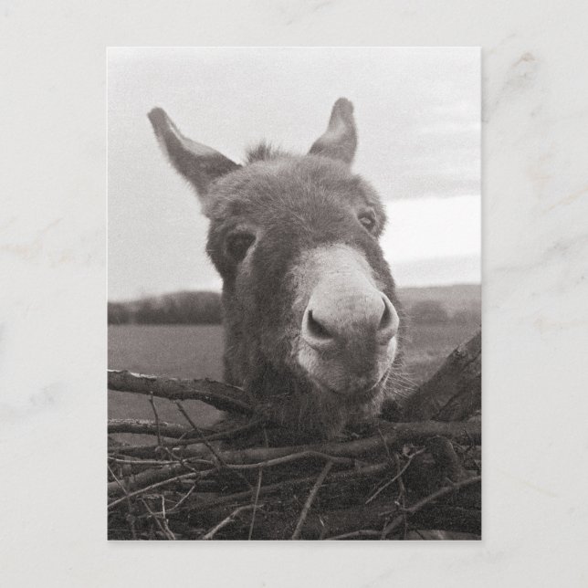 Freundlicher Donkey - Vintages Foto Postkarte (Vorderseite)