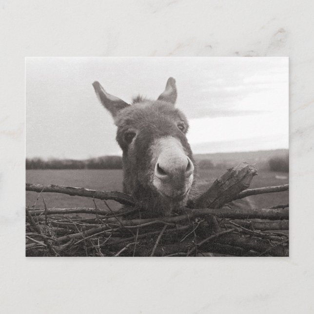 Freundlicher Donkey - Vintages Foto Postkarte (Vorderseite)