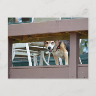 Freundlicher Hundshundbesucher Postkarte