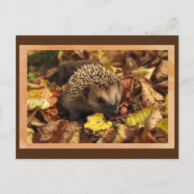 Freundlicher Igel Postkarte (Vorderseite)