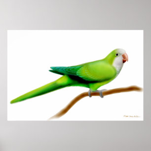 Freundlicher Quäker-Mönch-Papageien-Druck Poster