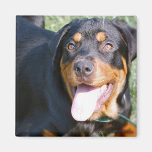 Freundlicher Rottweiler quadratischer Magnet