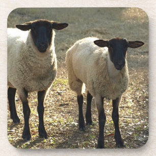 Freundlicher Suffolk-Schaf-WeideBarnyard später Getränkeuntersetzer