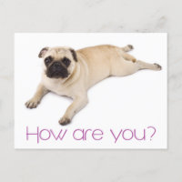 Freundschaft Hallo Mops Welpe Hund Gruß Postkarte
