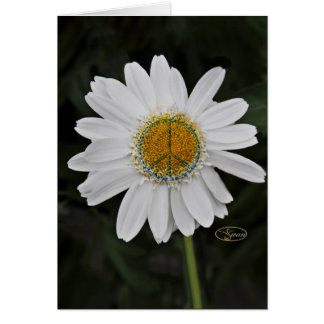 Friedensgänseblümchen