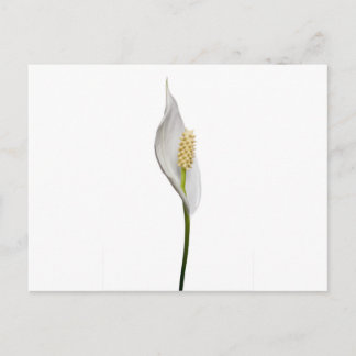 Friedenslehre, Spathiphyllum Postkarte