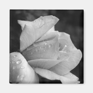 FriedensRose Magnet