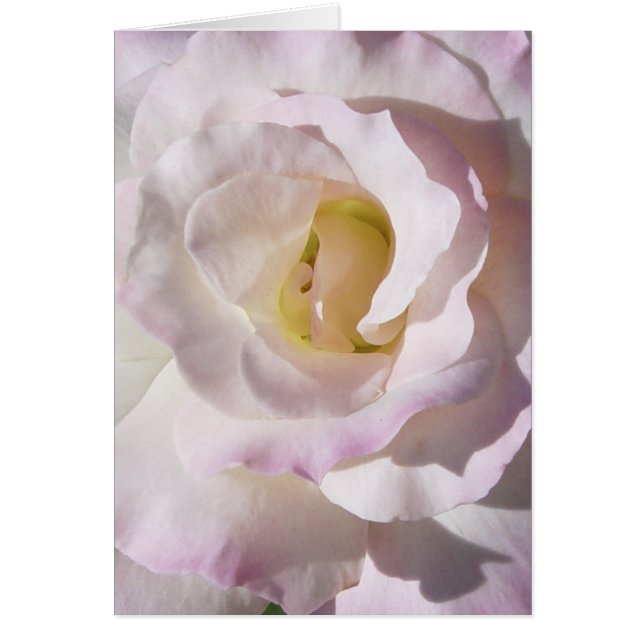 FriedensRosen-Karte (Vorne)