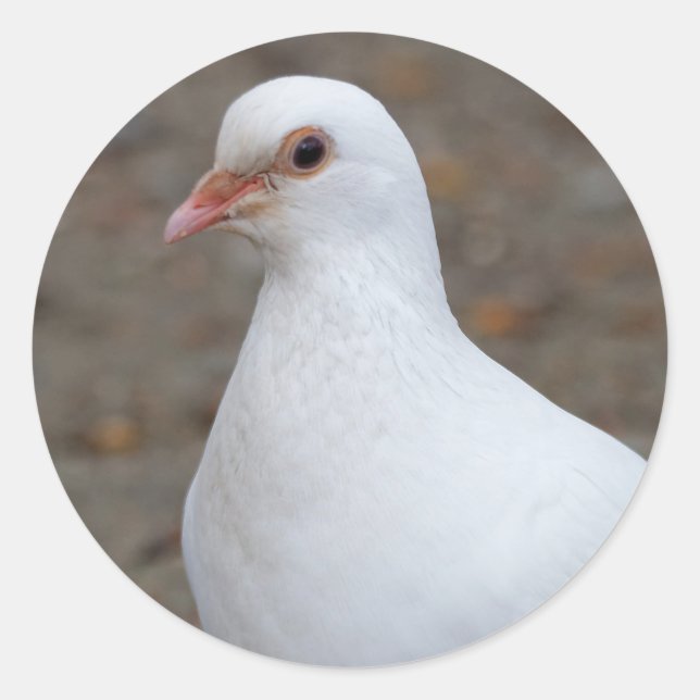 Friedenstaube auf den Kieseln Runder Aufkleber (Vorderseite)