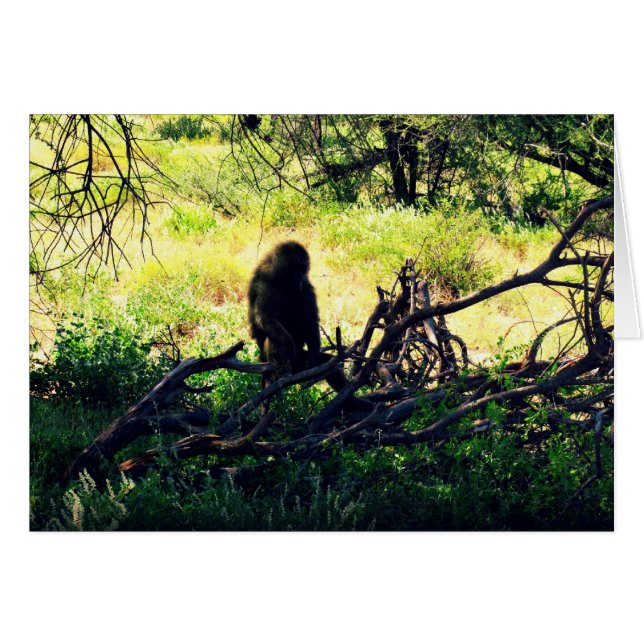 Friedlich Baboon (Vorderseite (Horizontal))