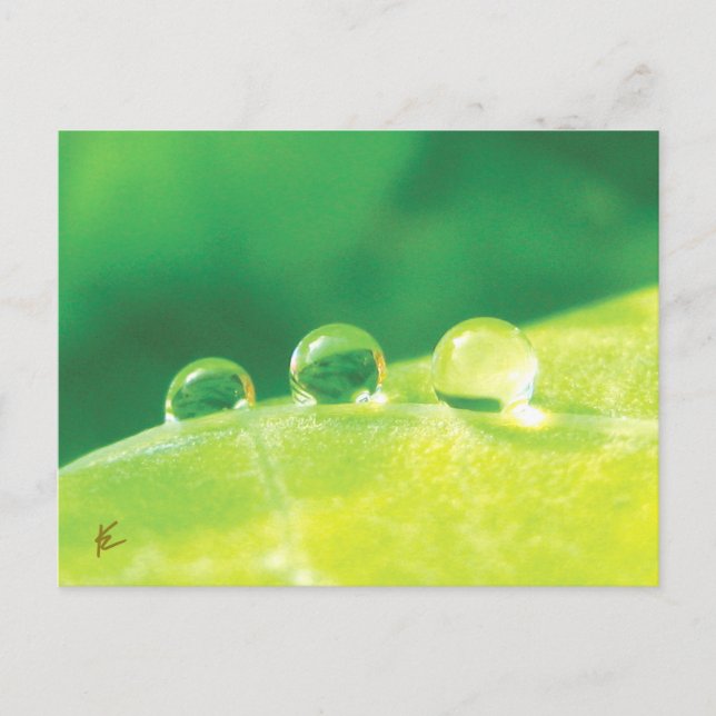 Friedlich, elegant, Taubentropfen auf Blätternatur Postkarte (Vorderseite)