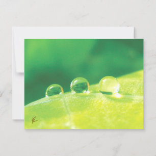 Friedlich, elegant, Taubentropfen auf Blätternatur Postkarte