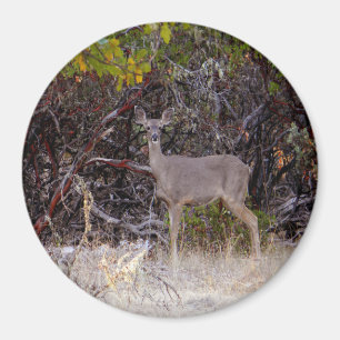 Friedlich.... Magnet